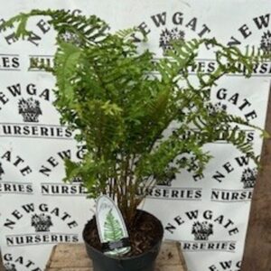 Fern mix Medium