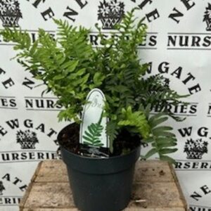Fern mix Small