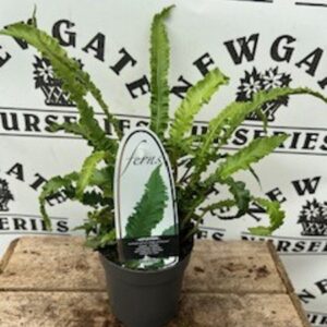 Fern mix C1