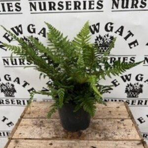 Polystichum Tsus-simense