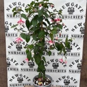 Fuchsia Mix Standard