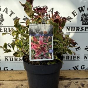 Leucothoe 'Firestar' 2L