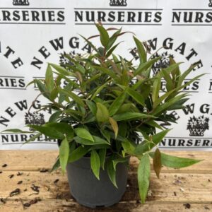 Leucothoe 'Burning Love' 2L