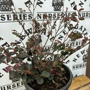 Loropetalum Chinense Black Pearl c5