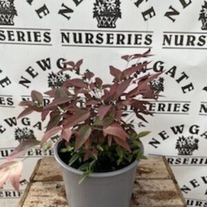 Nandina Obsessed C2