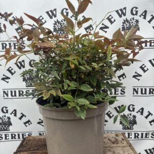 Nandina Domestica Flirt C5