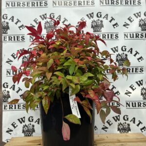 Nandina Pink Blush c10