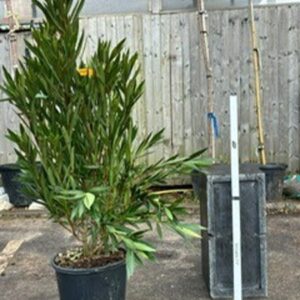 Oleander, Rosebay