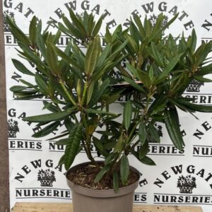 Rhododendron C5 Tortoiseshell Orange
