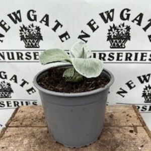 Senecio Angel Wings C3