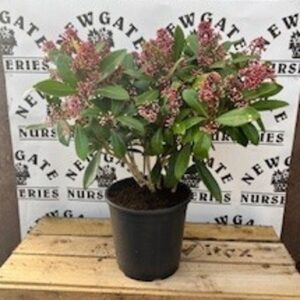 Skimmia Jap. Rubella 3L