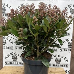 Skimmia Jap. Rubella