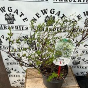Spirea Arguta