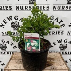 Spirea Shirobane C3