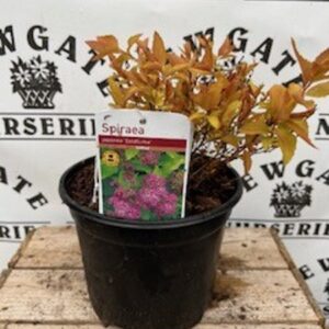 Spirea Goldflame C3