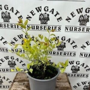Spirea Japonica Firelight