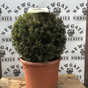 Taxus baccata Ball 40cm