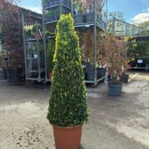 Buxus Cone 100-125cms Slender