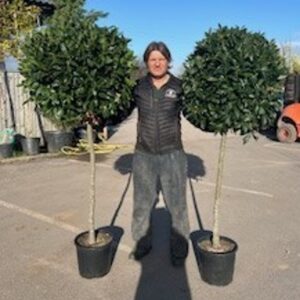 Laurus Nobilis STD 32L Bay Tree