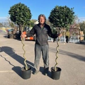 Laurus Nobilis Spiral 32L Bay Tree