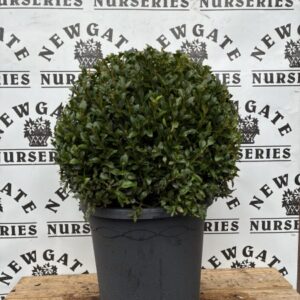 Buxus Ball  40cm
