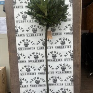 Bay Tree STD 150cm