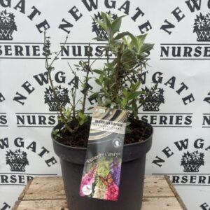 Buddleja Trio mix