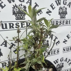 Buddleja First Love