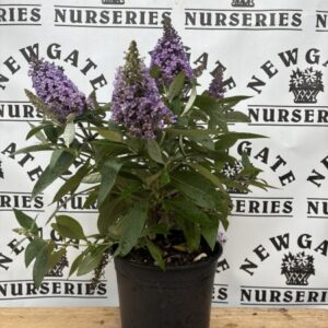Buddleja Butterfly Candy Purple c3