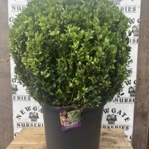 Buxus Ball 40cm Black pot