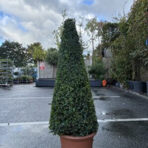 Buxus Pyramid 100cm
