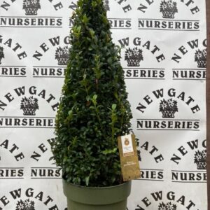 I-lexit Crenata Cone Dark Green
