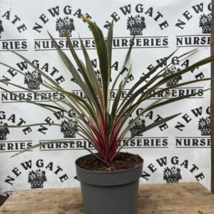STUNNING NEW CLUMP FORMING CORDYLINE WITH WEEPING VARIEGATED FOLIAGE. THE STRAPPY NEW FOLIAGE IS PINK , MATURING TO A COMPLIMENTARY MIX OF CREAMON GREEN. FOLIAGE PROVIDES ALL YEAR INTEREST. IDEAL AS A CONTAINER PLANT.  MAY NEED WINTER PROTECTION