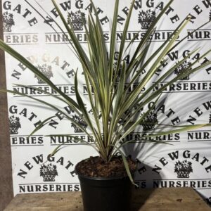 STUNNING NEW CLUMP FORMING CORDYLINE WITH WEEPING VARIEGATED FOLIAGE. THE STRAPPY NEW FOLIAGE IS PINK , MATURING TO A COMPLIMENTARY MIX OF CREAMON GREEN. FOLIAGE PROVIDES ALL YEAR INTEREST. IDEAL AS A CONTAINER PLANT.  MAY NEED WINTER PROTECTION