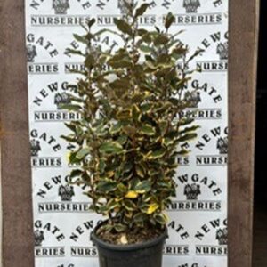 Elaegnus Ebbingei 60/80 CM