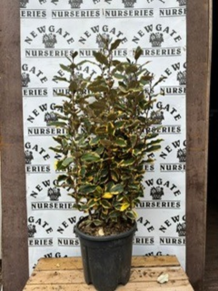 Elaegnus Ebbingei 60/80 CM
