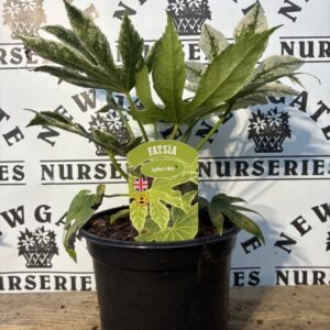 Fatsia
