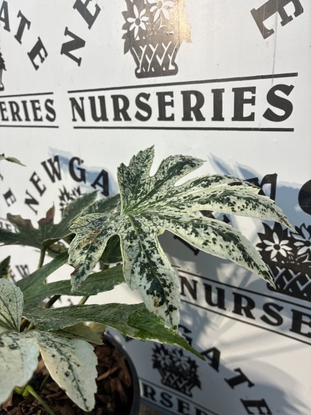 Fatsia - Image 2