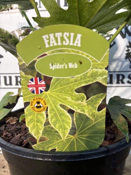 Fatsia - Image 3