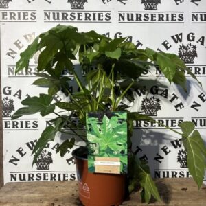 Fatsia, Castor oil plant, Aralia, Glossy-leafed paper plant, Japanese fatsia
