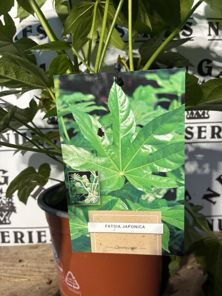 Fatsia, Castor oil plant, Aralia, Glossy-leafed paper plant, Japanese fatsia - Image 3