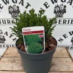Hebe Green Globe