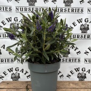 HEBE  MIxed Varieties