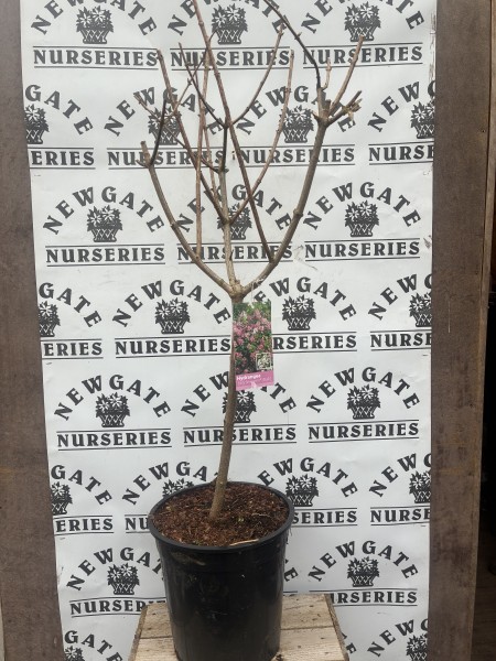 Hydrangea Early Sensastions STD tree