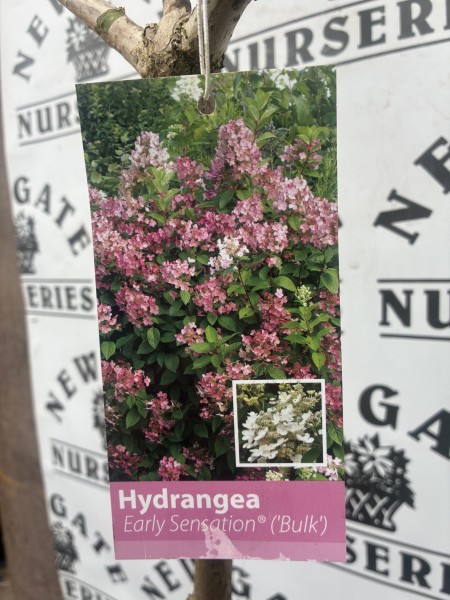 Hydrangea Early Sensastions STD tree - Image 2