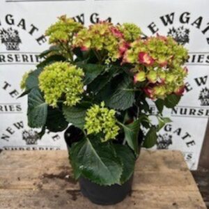 Hydrangea  Macrophylla mix