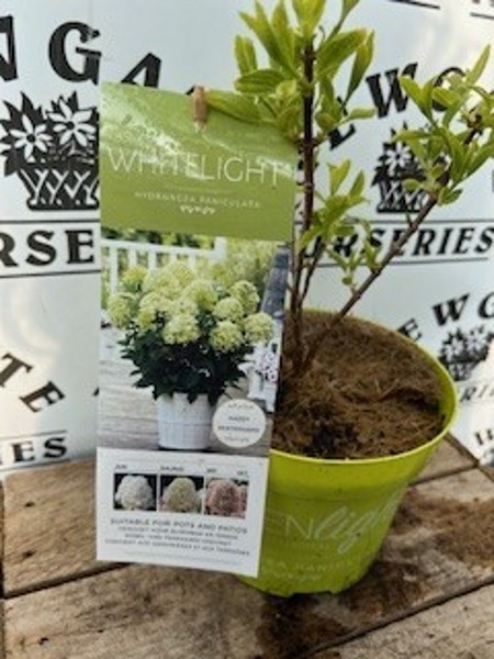 Hydrangea pan Whitelight c3 - Image 3