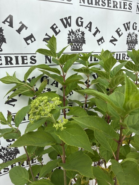 Hydrangea pan Limelight c5 - Image 2