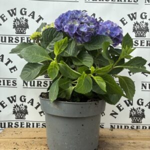 Hydrangea Macrophylla Hi Meadow Blue