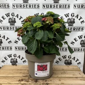 Hydrangea  Macrophylla Royal Red